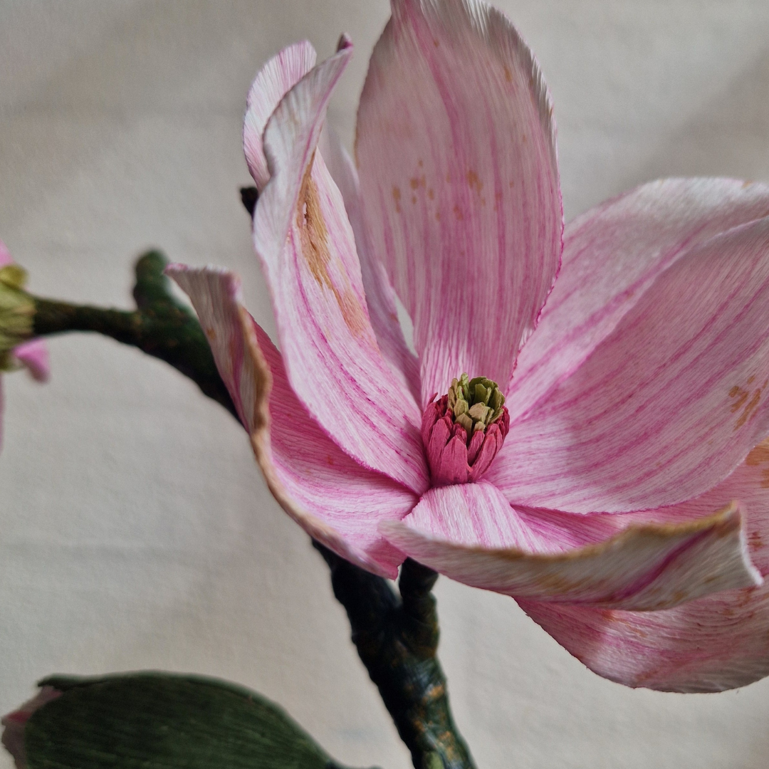 Magnoliagren