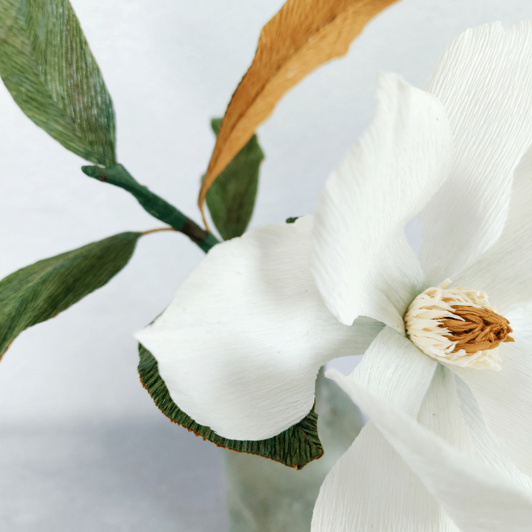Hvid magnolia