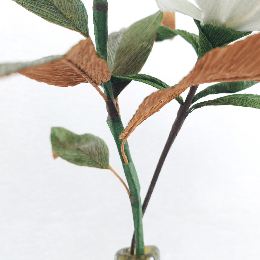 Hvid magnolia