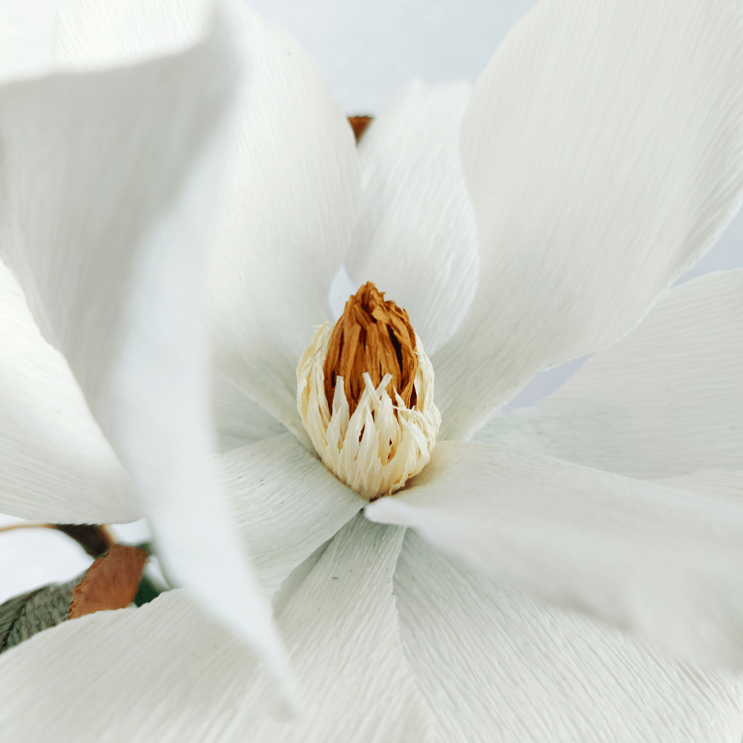 Hvid magnolia