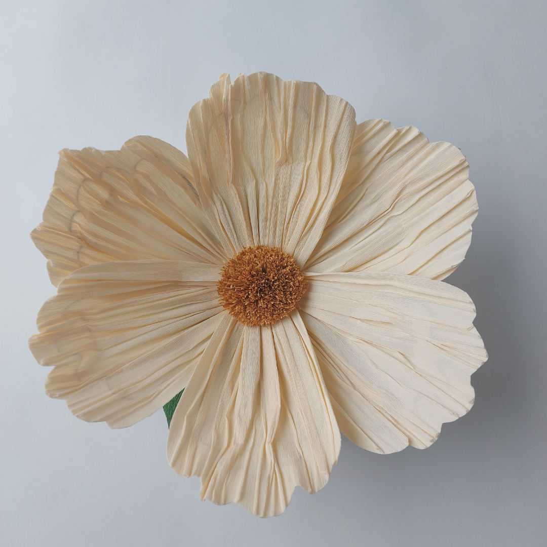 Vægblomst - creme